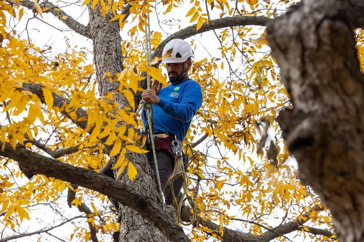 Skilled Tree Pruning crew working in Duncan